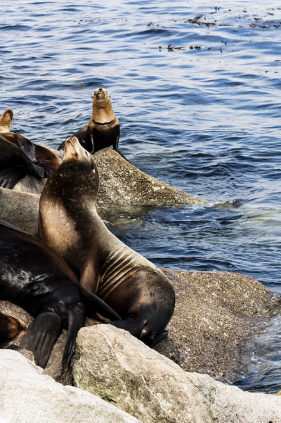 Sea Lions Sitting On Rocks Sunning Monterey California - Photo, Image