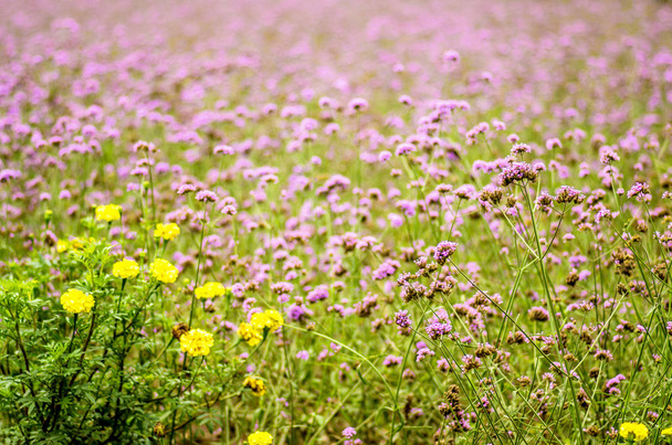 фиолетовые цветы на лугу
 - Фото, изображение