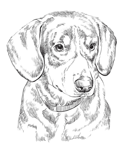 Векторный портрет собаки Энтлбухера
 - Вектор,изображение