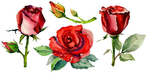 Wildflower roze bloem in een aquarel stijl geïsoleerd. - Foto, afbeelding