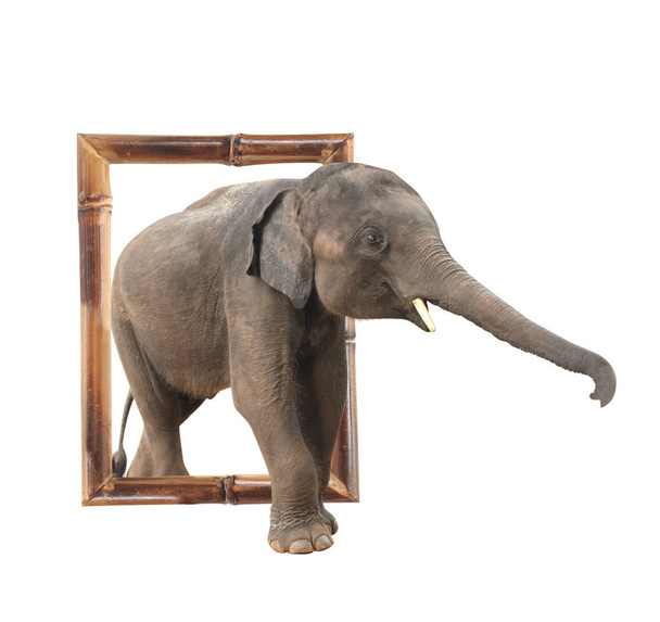 Baby elephant in bamboo frame with 3d effect - Фото, зображення
