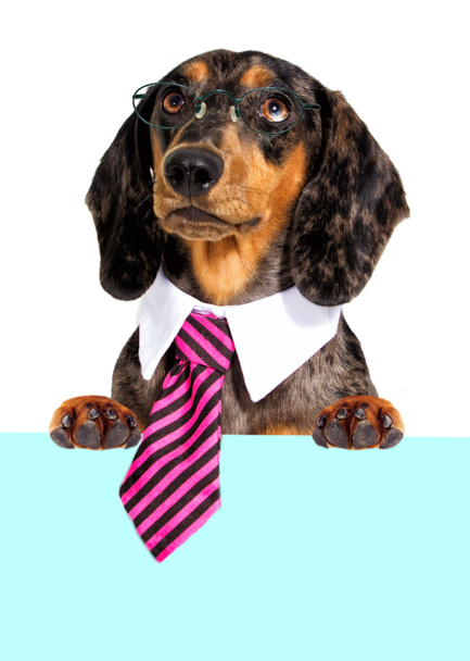 Dachshund dog in a tie and glasses Peeps out - Fotó, kép