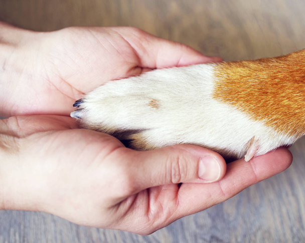 Dog paws and human hand close up.  - Zdjęcie, obraz