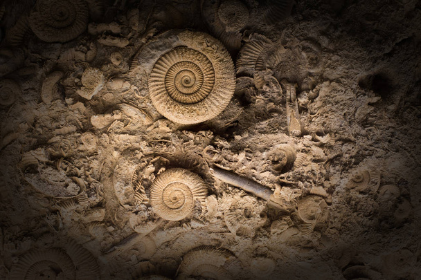 Fossilien im Gestein - Foto, Bild