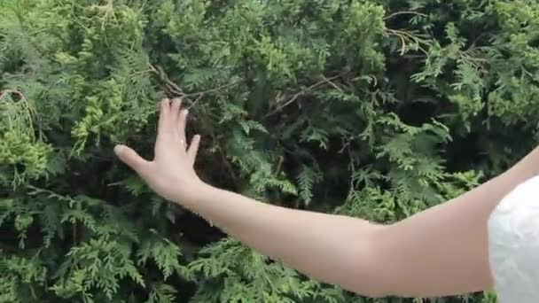 das Mädchen geht und berührt die grünen Büsche. im Rahmen des Kochs - Filmmaterial, Video