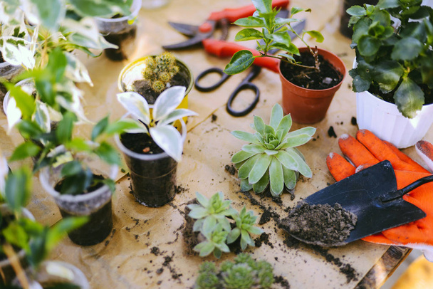 Gardeners hand planting flowers in pot with dirt or soil.  - Photo, Image