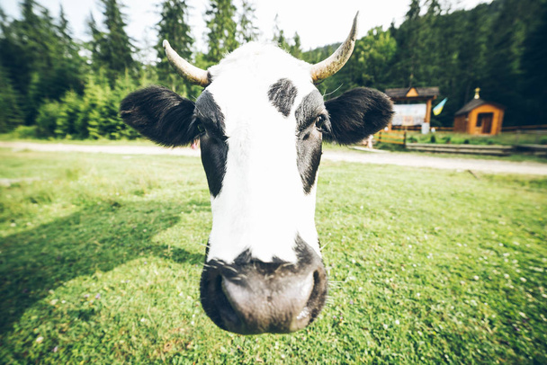 крупним планом фотографія корови з дзвінком
 - Фото, зображення