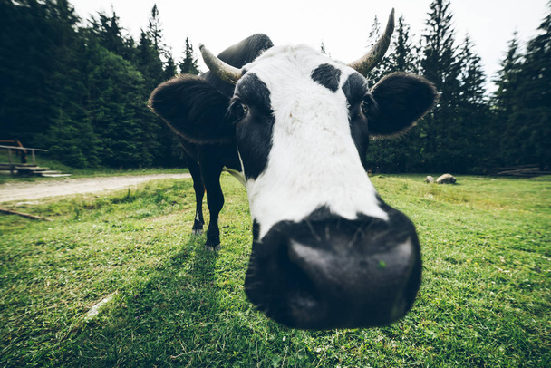 primer plano foto de vaca con campana
 - Foto, Imagen