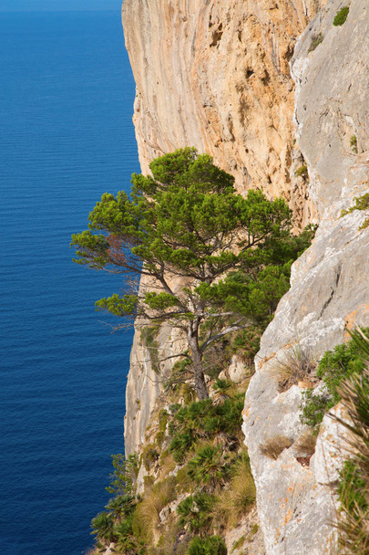 Formentor cape on Spanish - Zdjęcie, obraz