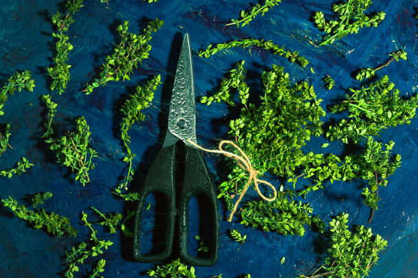 Lemon thyme and scissors on a blue abstract background - Photo, Image