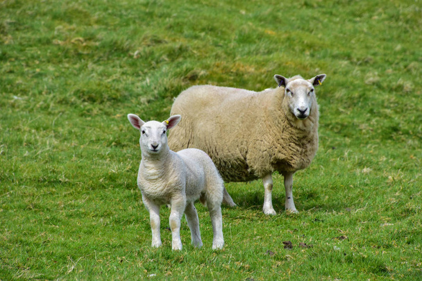 A sheep and her lamb - Фото, зображення