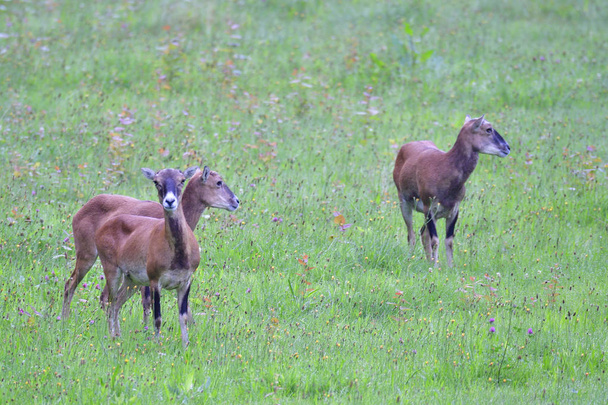 European mouflon in summer - Photo, Image