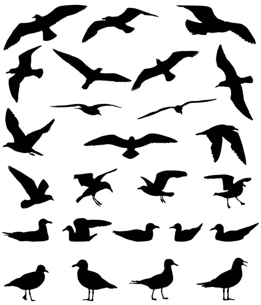 Siluetas de gaviotas volando y flotando en el agua
 - Vector, imagen