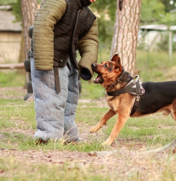 Hundetrainer im K9-Beißanzug im Einsatz - Foto, Bild