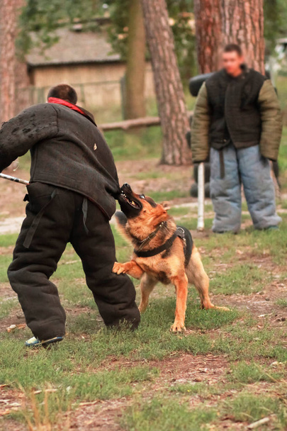 Köpek eğitici olarak k9 takım elbise eylem ısırmak - Fotoğraf, Görsel