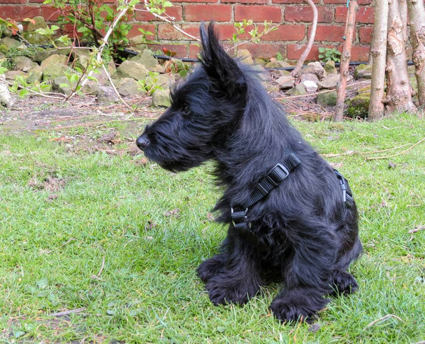 Schottischer Hundewelpe sitzt auf Rasen und zeigt Profil. - Foto, Bild