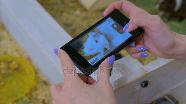 Woman using smart phone take a photo of guinea pig - Footage, Video