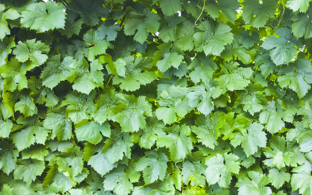 Grape leaves background. Vineyard pattern. Nature texture - Photo, Image