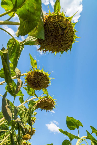 Ripe sunflower against the sky. Bottom view - Foto, Imagem