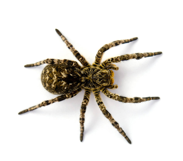 Photo of Lycosa singoriensis, black hair tarantula isolated on white background - Photo, Image