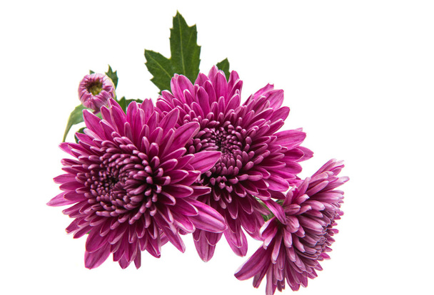 Chrysanthème fleur d'été isolée
  - Photo, image