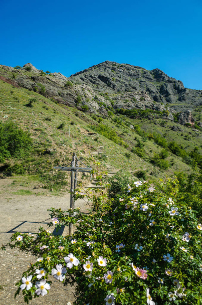 Цветы и южные горы Крыма
 - Фото, изображение