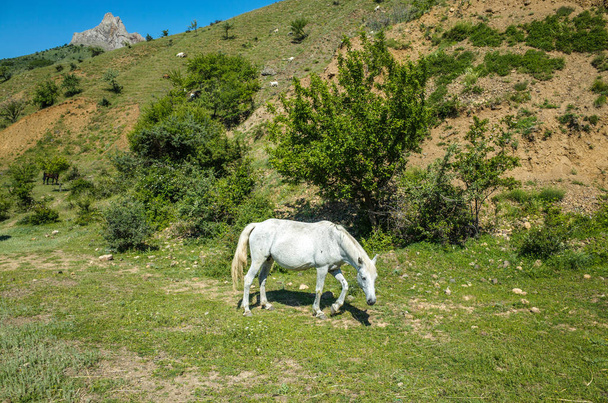 山の中の白い馬 - 写真・画像