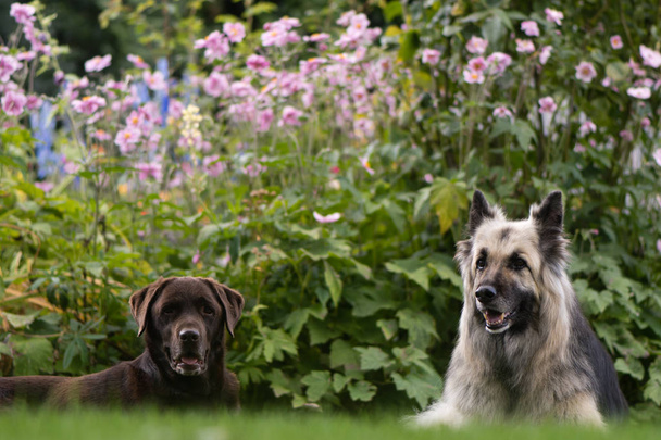 Çikolata labrador ve Alman çoban köpekleri  - Fotoğraf, Görsel