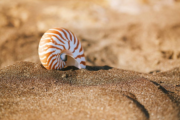 nautilus pompilius sea shell  - Zdjęcie, obraz