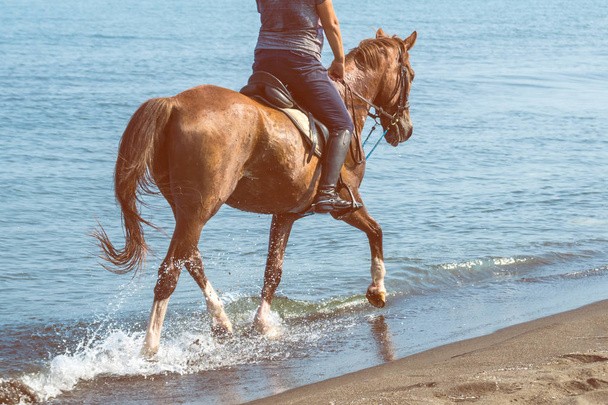 Καλπάζοντας με ένα άλογο στη θάλασσα, ηλιόλουστη μέρα. - Φωτογραφία, εικόνα