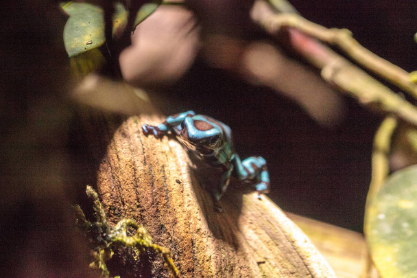 Zelené a černé jed šipky žába Dendrobates auratus - Fotografie, Obrázek