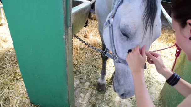 若い女性が白い馬を甘やかして育てる - 映像、動画