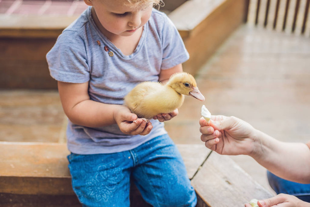 Toddler girl playing with the duckling - 写真・画像