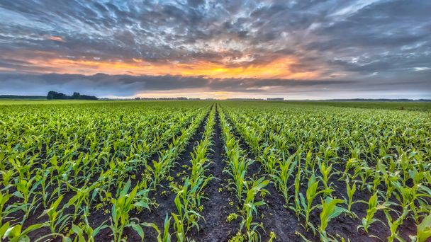 Corn field under setting sun - Photo, Image
