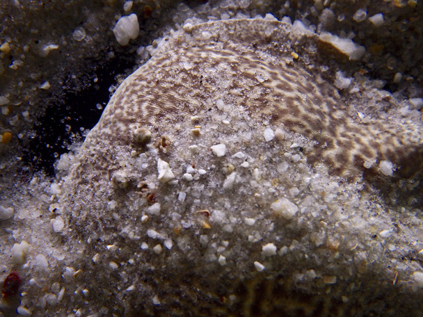 Discus pesce leopardo
 - Foto, immagini