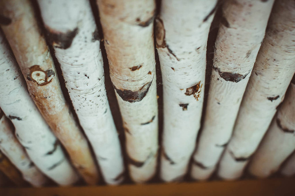 birch logs lot - Photo, Image