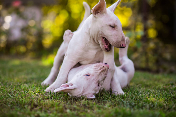 Bull terrier κουτάβι - Φωτογραφία, εικόνα