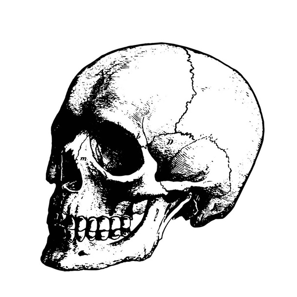 Black scary skull - Vector, afbeelding