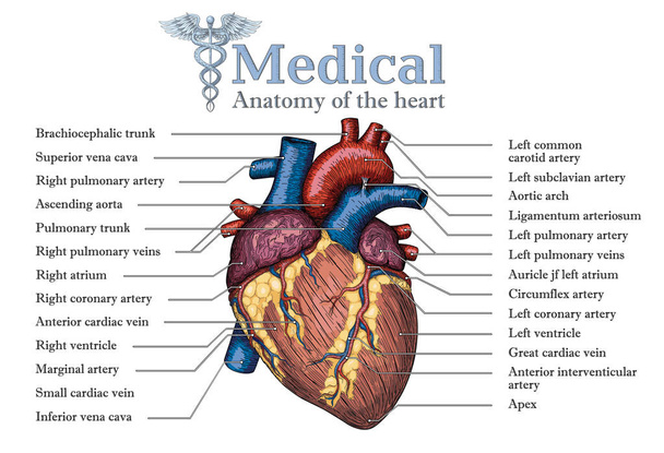 Ανατομική ανθρώπινη καρδιά το χέρι συντάσσονται αφίσα με επιγραφή του ve - Διάνυσμα, εικόνα
