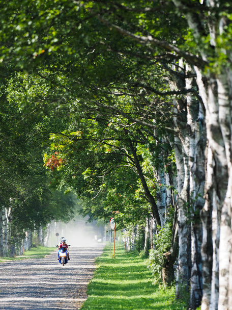 tree lined street in summer hokkaido - Zdjęcie, obraz