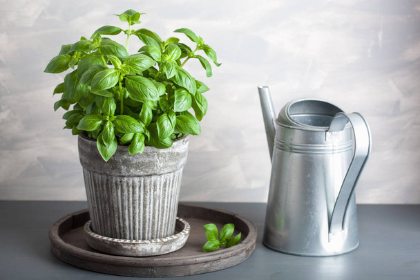 fresh basil herb in pot - Photo, Image