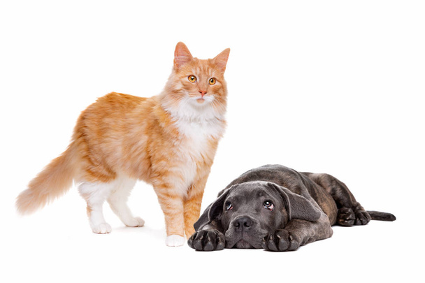 длинноволосый рыжий кот и тростниковый щенок
 - Фото, изображение