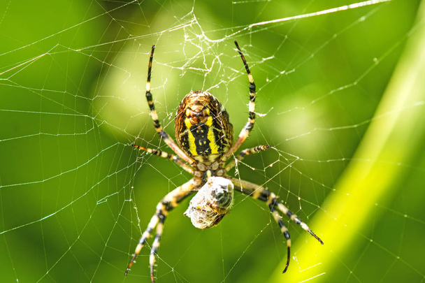  Wasp-spin met verpakt slachtoffer - Foto, afbeelding