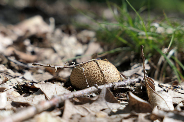 polpette di terra fungo (fungo Scleroderma
) - Foto, immagini