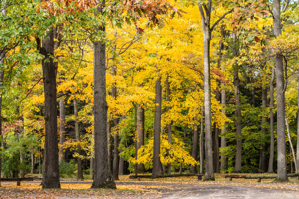 Beautiful fall background, leaves, colors of fall.  - Foto, immagini