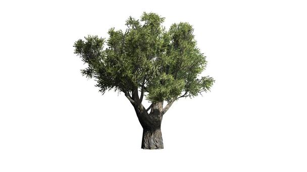 Afrikanischer Olivenbaum - isoliert auf weißem Hintergrund - Foto, Bild