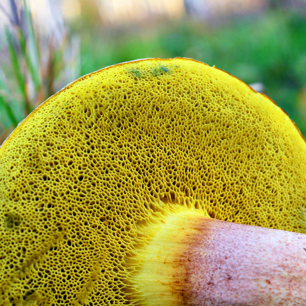 textura de guelras de cogumelos
 - Foto, Imagem