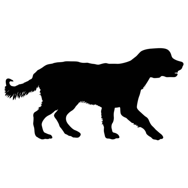Силует собаки-спанієля на білому тлі
 - Вектор, зображення