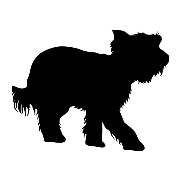 Yorkshire Silhouette da cane Terrier su sfondo bianco - Vettoriali, immagini
