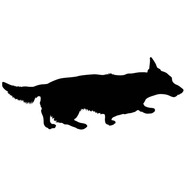 Welsh Corgi koira siluetti valkoisella taustalla - Vektori, kuva